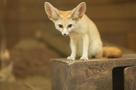 Fennec fox