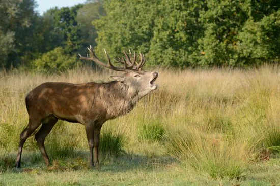 Red deer stag