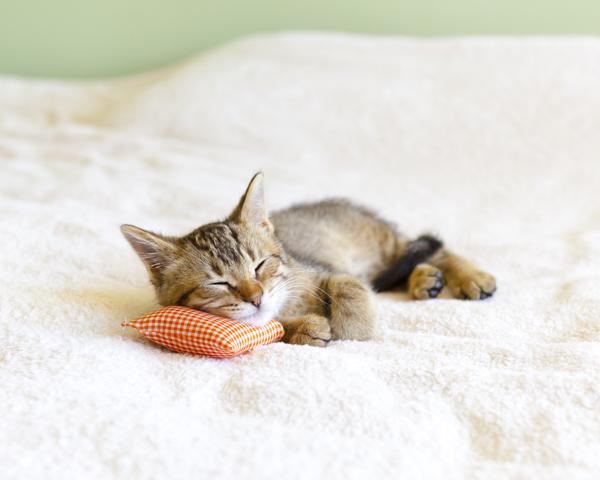 A cat sleeping curled up