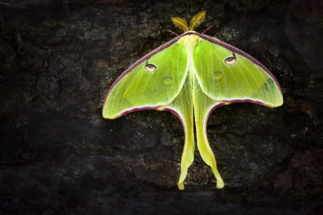 Luna moth