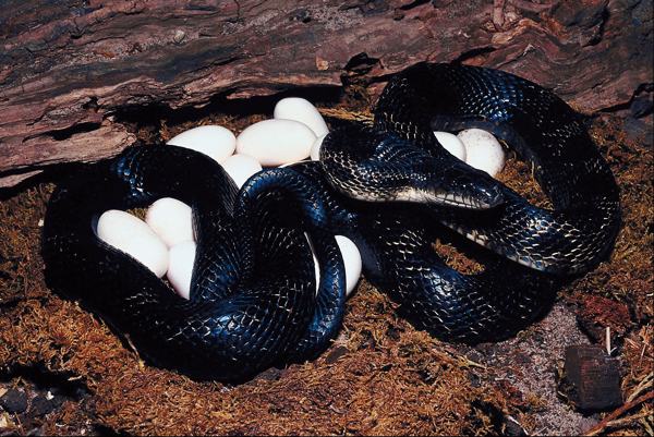 A black rat snake coiled protectively around a clutch of white eggs
