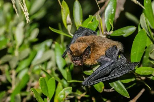 Common pipistrelle