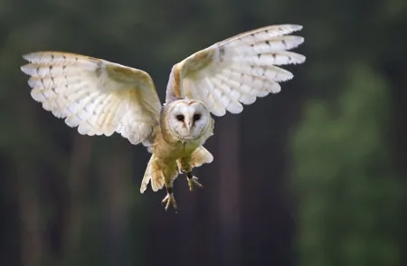 Barn owl with large forward-facing dark eyes