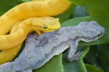 A yellow eyelash viper with its forked tongue extended, collecting chemical particles from the air to send to Jacobson's organ