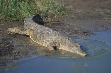 Saltwater crocodile resting at water's edge, mouth slightly open