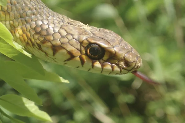 Close-up of a snake's head showing a round pupil