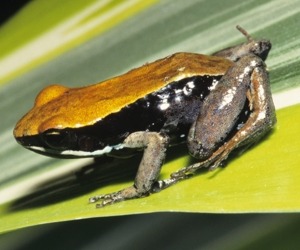 Brown mantella frog - Mantella betsileo