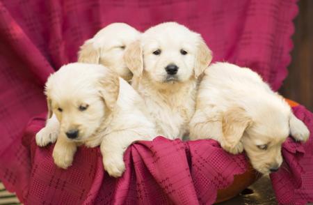 Cute puppies