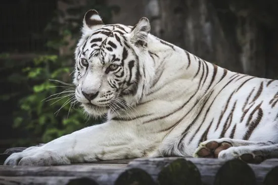 White tiger resting