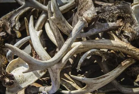 Antlers Shed by Black-tailed Deer