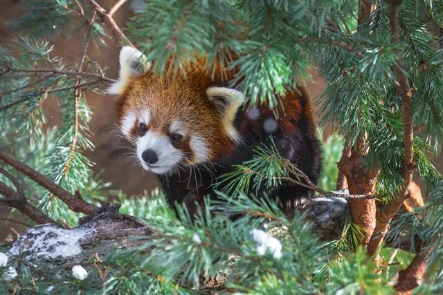 Red panda resting in pine trees in a mountain forest