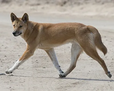 Dingo, a wild dog of Australia