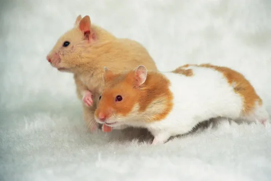 Two Golden Hamster