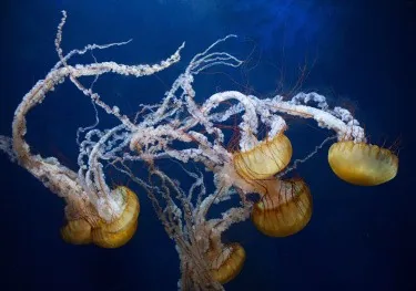 Box jellyfish trailing long venomous tentacles