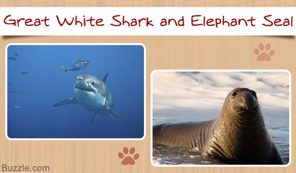 Great white shark and elephant seal