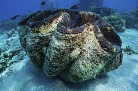 Giant Clam, vivid blue and green mantle on a coral reef