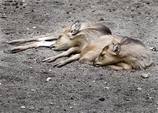 Baby reindeer