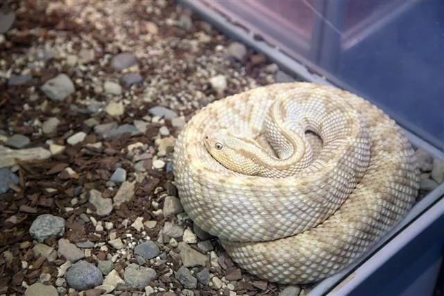 Snake coiled in a tight ring, showing detailed scales
