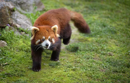 Red panda