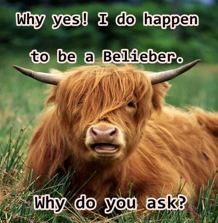 Belieber cow