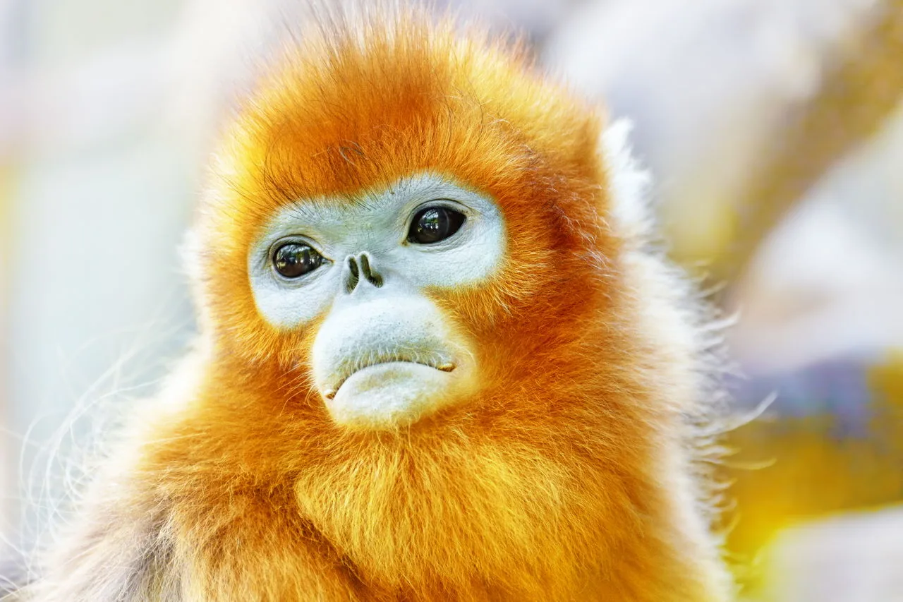 Golden snub-nosed monkey