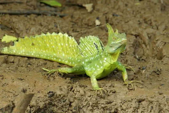 Casquehead Lizards (Corytophanidae)
