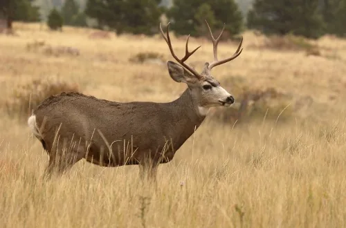 A mule deer with large ears in dry desert country