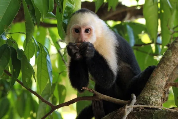 A white-faced capuchin monkey looking attentively at the camera, its pale face framed by dark fur