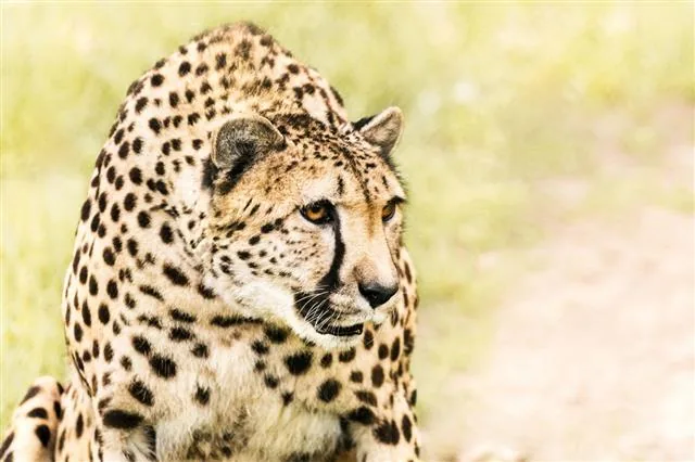 Cheetah crouching in tall golden grass, eyes fixed on unseen prey