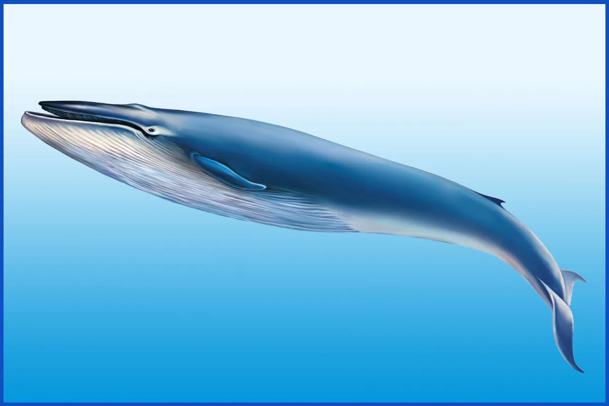 Detailed illustration of a blue whale showing its streamlined body, short flippers, and small dorsal fin