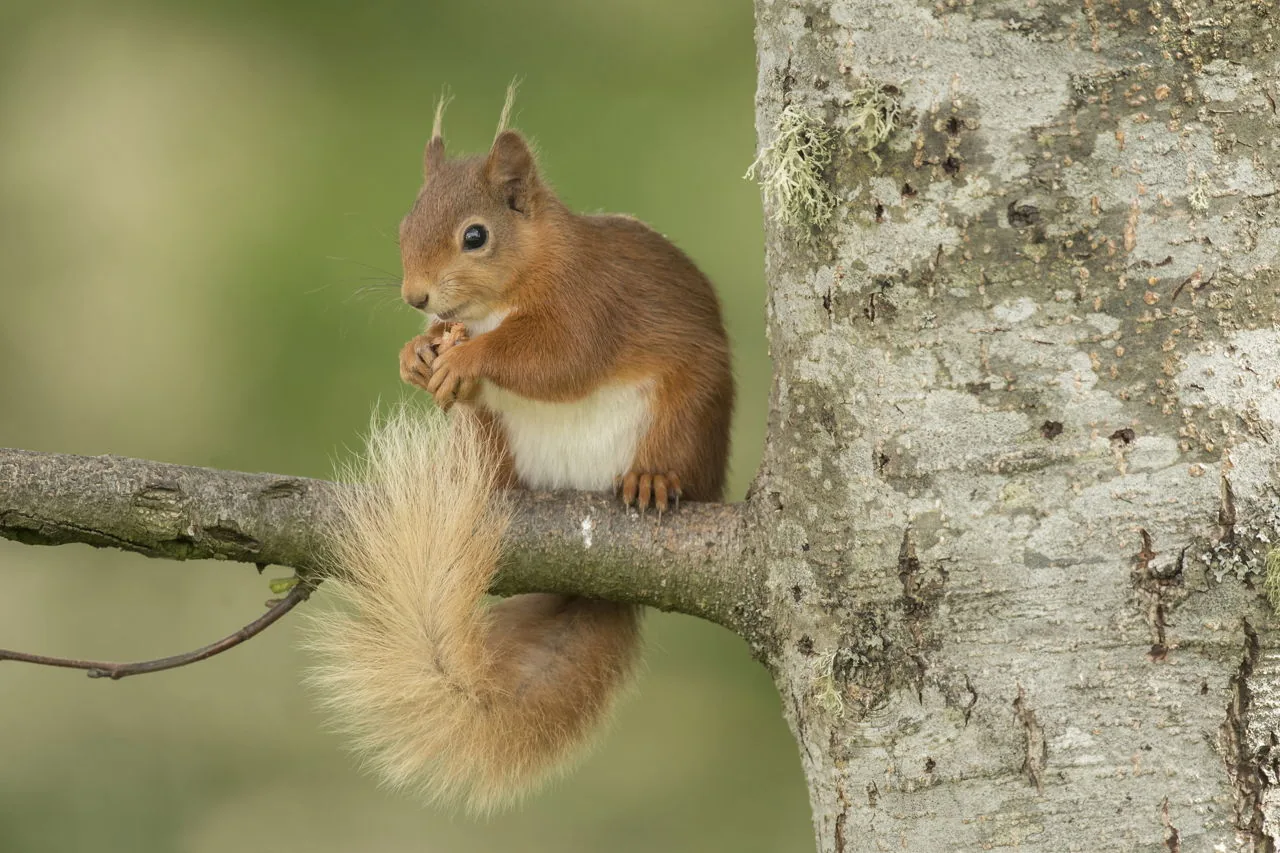A red squirrel perched alertly on a branch in a conifer forest