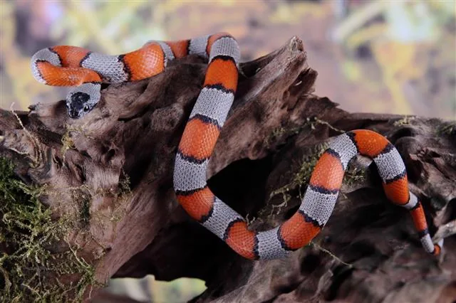 False coral snake with bright red and black bands, the single species of the Aniliidae family