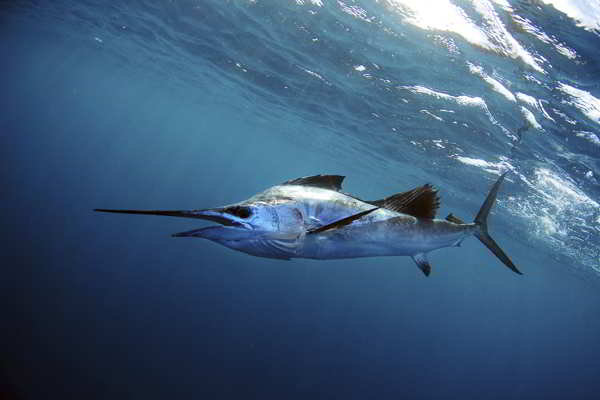 Sailfish underwater in blue water