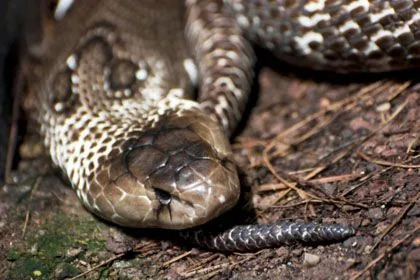 Indian Cobra with hood spread