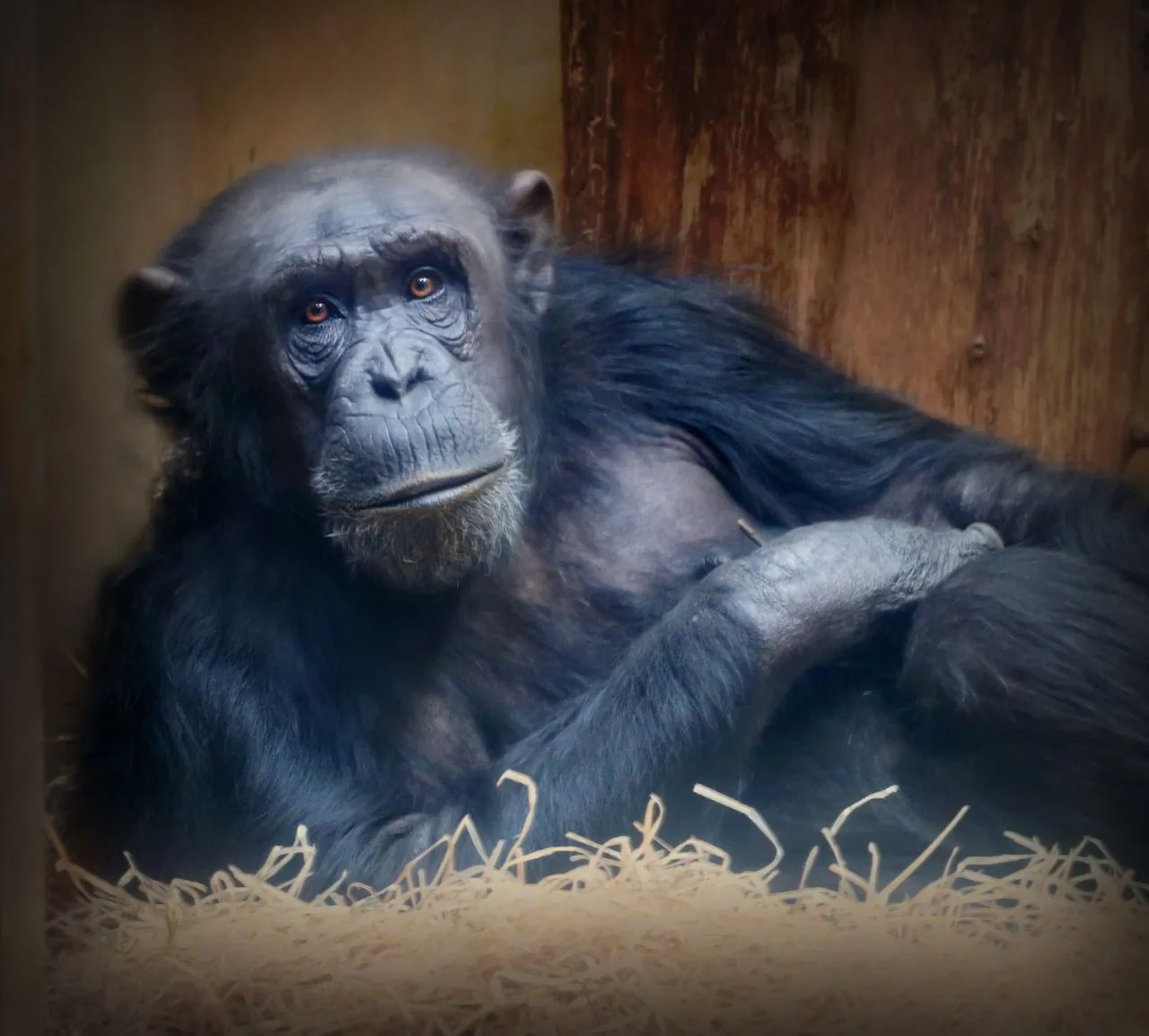 Chimpanzee sitting among green rainforest foliage