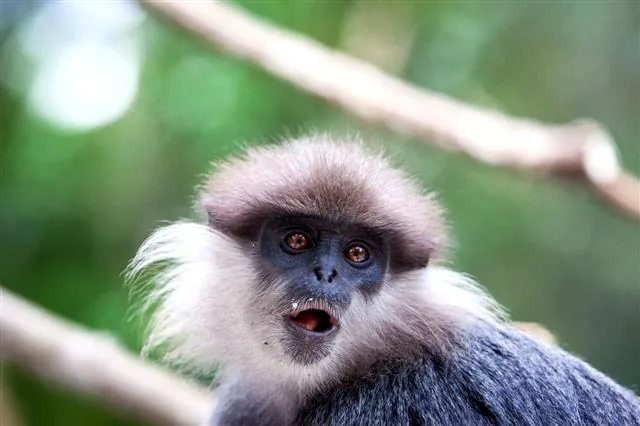 Purple-faced langur