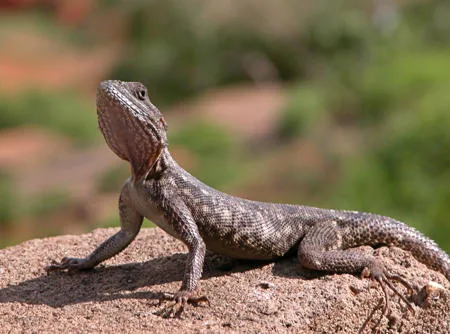 An agama lizard looking upward, showing its textured scales and alert posture