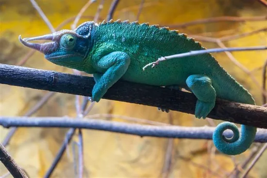 Chameleons (Chamaeleonidae)