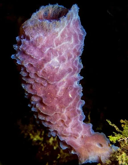 Azure vase sponge, purple and tube-shaped