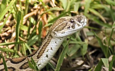 The Russell's Viper