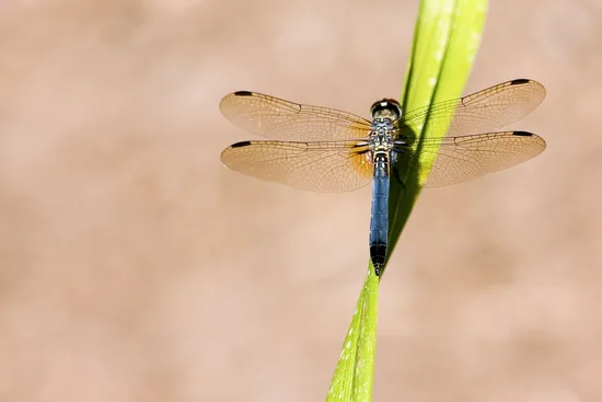 Dragonfly in the Amazon jungle