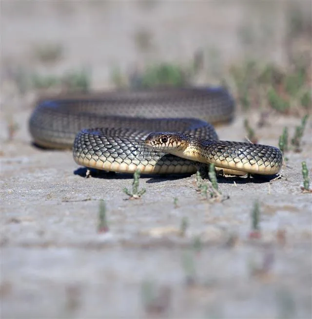Whip snake, a slender, fast-moving species that hunts by day