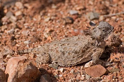 Desert horned lizard with thorn-like scales