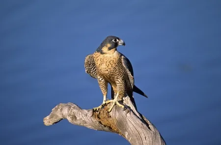 Peregrine falcon in sharp focus, alert expression