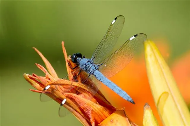 A blue dragonfly perched on orange daylilies