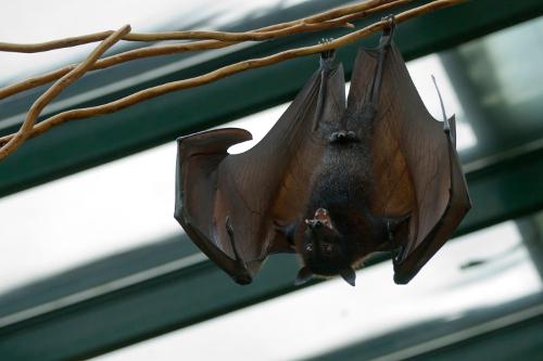 Large flying fox
