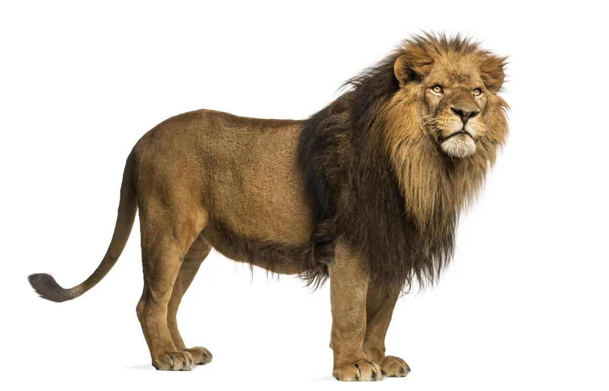 A male lion standing in golden savanna grass, tan fur blending with surroundings