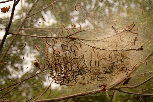 Eastern tent caterpillars basking in a group in early spring to raise their body temperature
