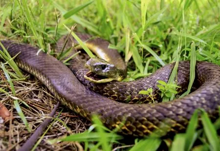 The Mainland Tiger Snake