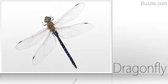 Dragonfly resting on a stem